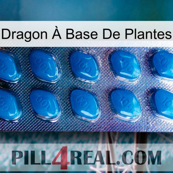 Dragon À Base De Plantes viagra1